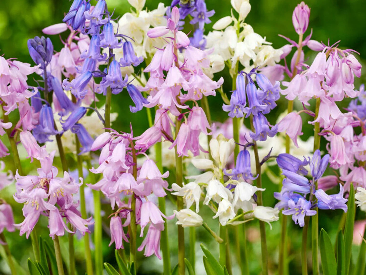 Scilla